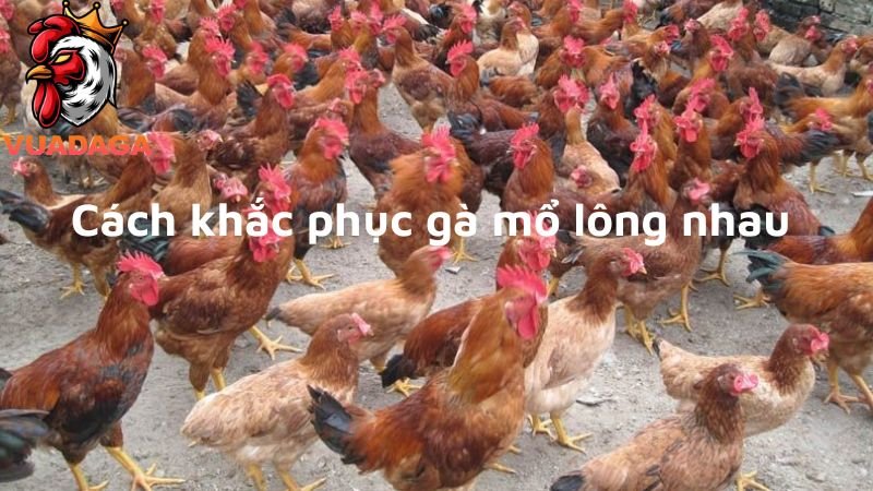 Cách khắc phục gà mổ lông nhau