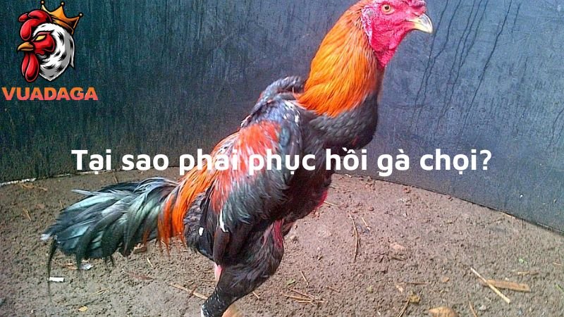 Tại sao phải phục hồi gà chọi sau khi đá về?