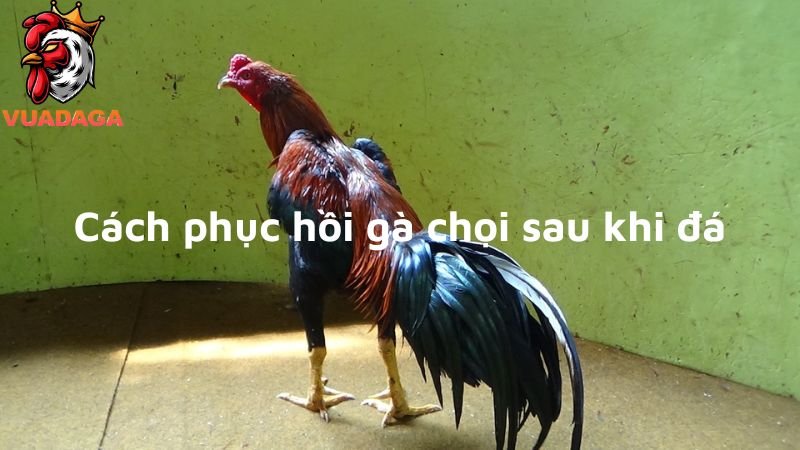 Cách phục hồi gà chọi sau khi đá