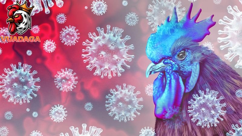 Bệnh cúm ở gà nguyên nhân và phương pháp điều trị