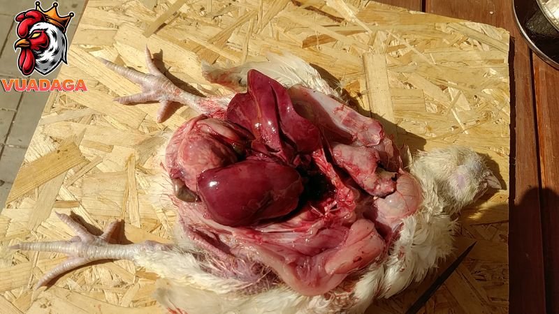 Biểu hiện bệnh Gumboro ở gà và phác đồ điều trị bệnh 
