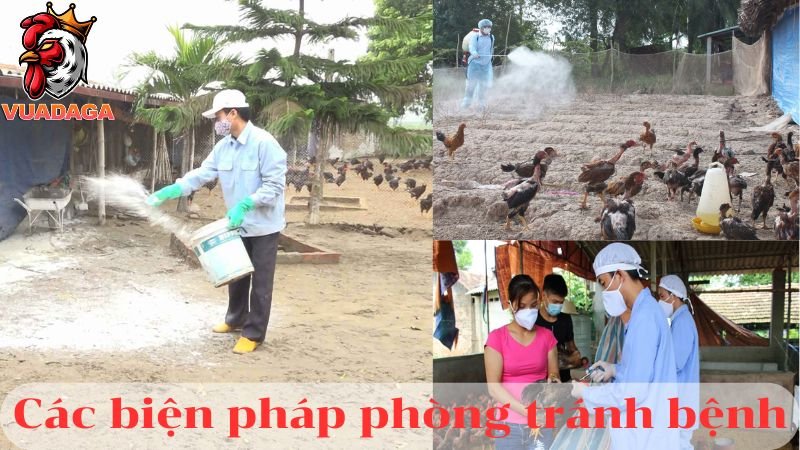 Bệnh ký sinh trùng đường máu ở gà - Biện pháp phòng và điều trị bệnh