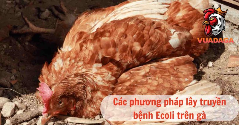 Bệnh Ecoli trên gà nguyên nhân và cách điều trị bệnh hiệu quả