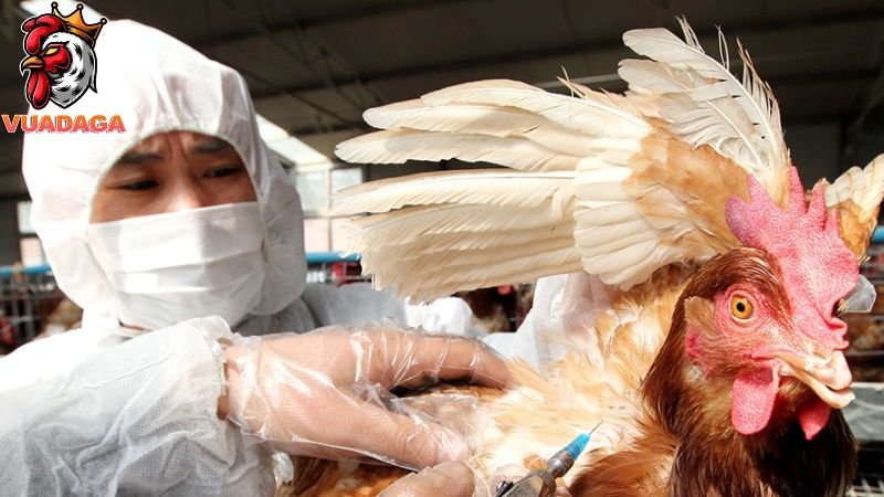 Bệnh dịch tả gà là gì và phương điều trị bệnh hiệu quả