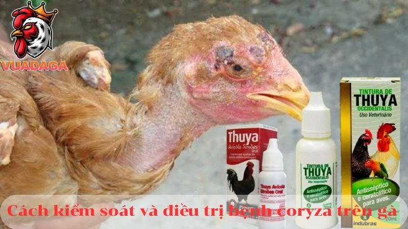 Bệnh coryza trên gà và cách phòng bệnh hiệu quả