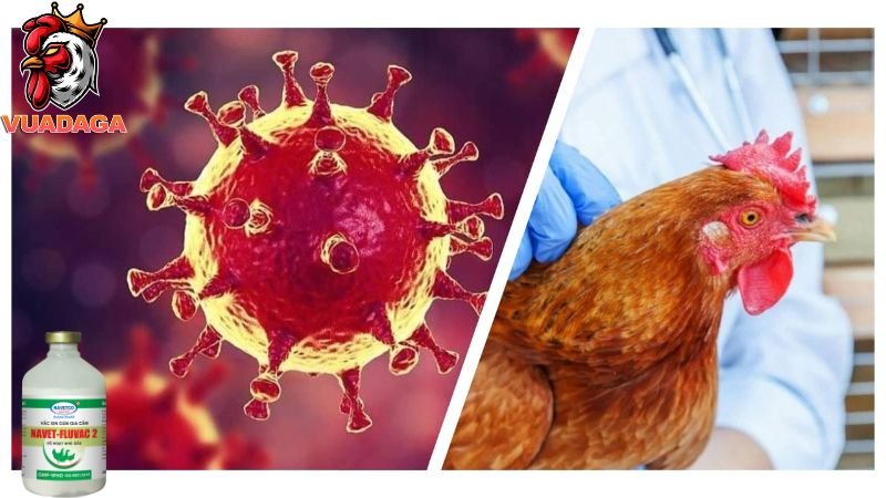 Bệnh cúm ở gà nguyên nhân và phương pháp điều trị