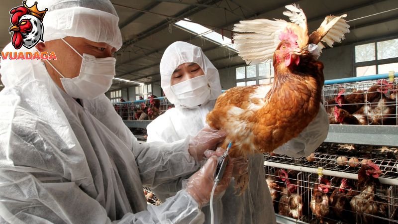 Bệnh Gumboro ở gà là một dạng bệnh truyền nhiễm cấp tính, gây ra tác động nặng nề và hậu quả lâu dài đối với quần thể gà. Bệnh này có thể ảnh hưởng đến gà ở mọi giống, phổ biến nhất từ tuần tuổi thứ 1 đến 12, và đặc biệt nguy hiểm ở giai đoạn 3-4 tuần tuổi.