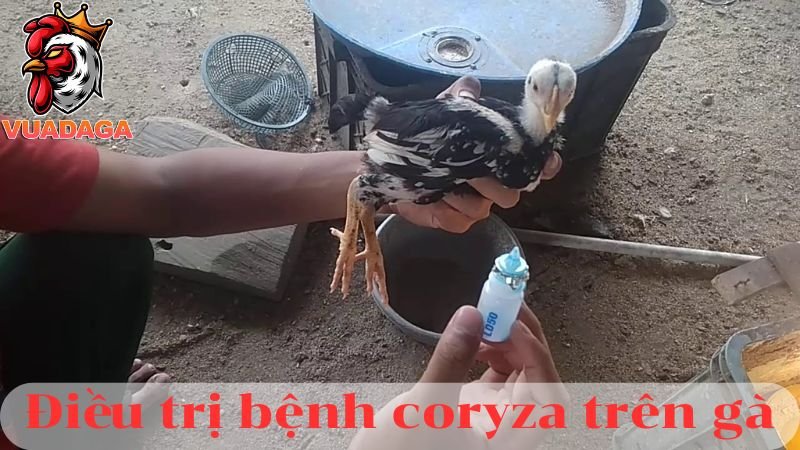 Bệnh coryza trên gà và cách phòng bệnh hiệu quả