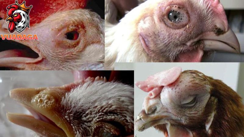 Cách điều trị hiệu quả bệnh đau mắt ở gà 