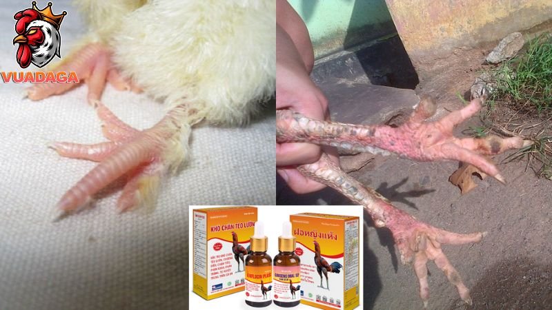 Phương pháp hiệu quả để điều trị bệnh khô chân ở gà ngay tại nhà