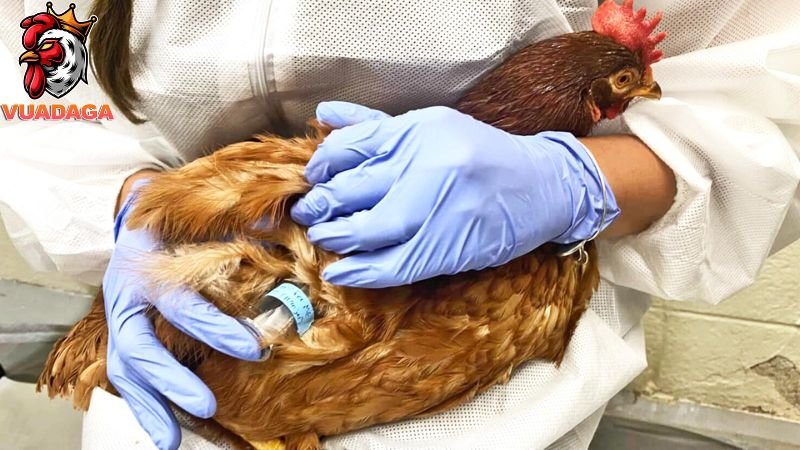 Bệnh Gumboro ở gà là một dạng bệnh truyền nhiễm cấp tính, gây ra tác động nặng nề và hậu quả lâu dài đối với quần thể gà. Bệnh này có thể ảnh hưởng đến gà ở mọi giống, phổ biến nhất từ tuần tuổi thứ 1 đến 12, và đặc biệt nguy hiểm ở giai đoạn 3-4 tuần tuổi.
