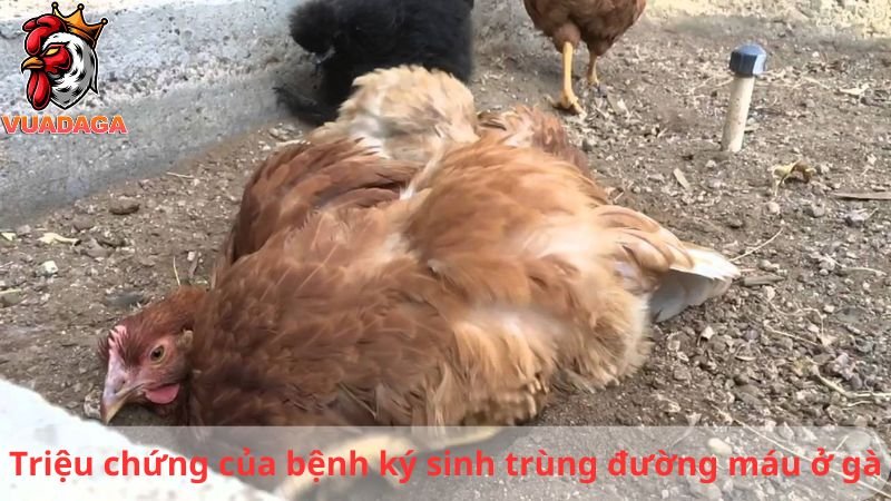 Bệnh ký sinh trùng đường máu ở gà - Biện pháp phòng và điều trị bệnh