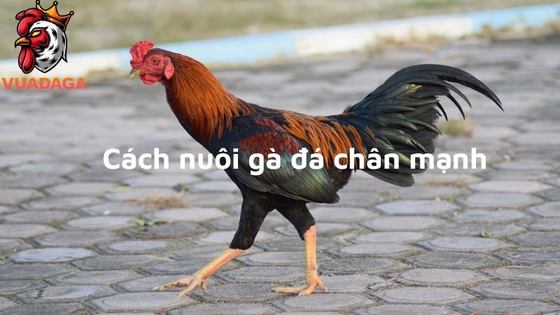 Cách nuôi gà đá chân mạnh