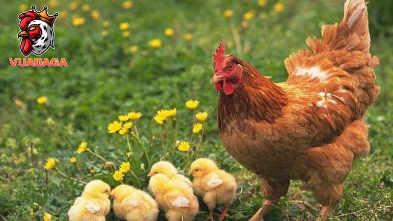 Cách chăm nuôi gà Lương Phượng