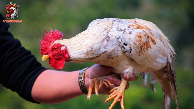 Tại sao nên kích thích cho gà mau ra cựa?