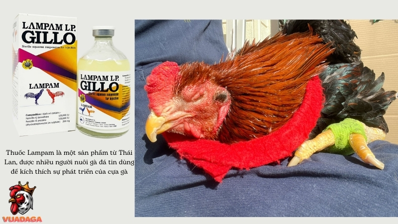 Cách làm cho gà mau ra cựa sử dụng thuốc Lampam