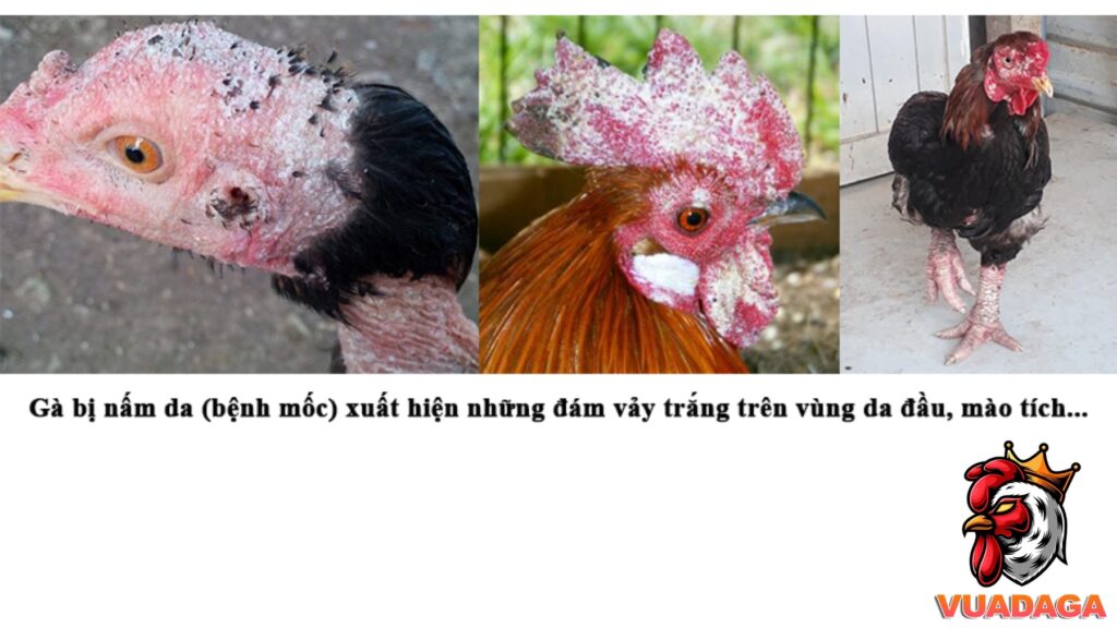Khái niệm bệnh nấm ở gà