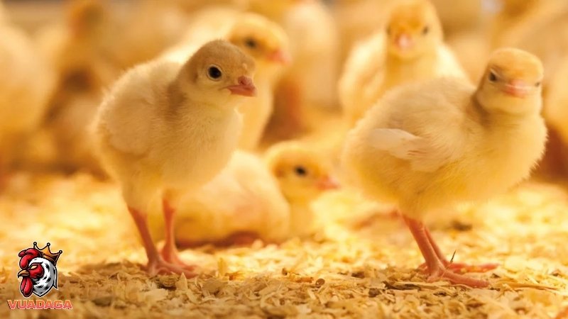 Tại sao nên dùng thuốc cho gà con mới nở?