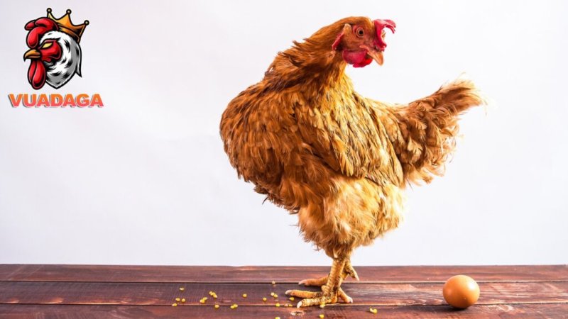 Định nghĩa về hội chứng giảm đẻ ở gà  