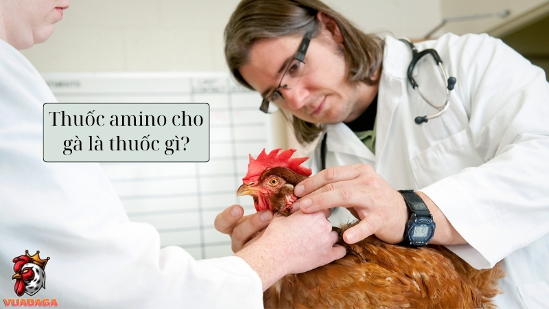 Thuốc amino cho gà là gì?