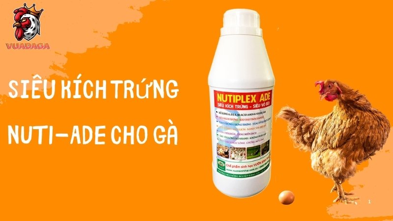 Siêu kích trứng NUTI-ADE cho gà