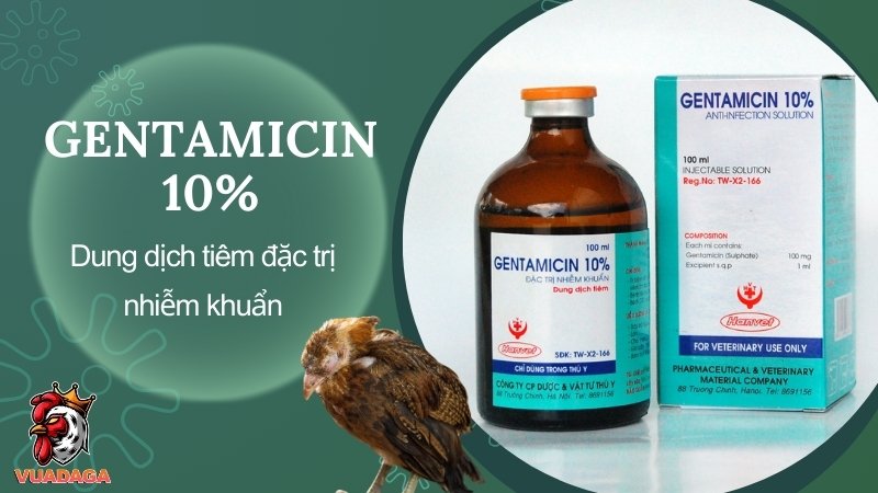 Gentamicin 10% - Dung dịch tiêm đặc trị nhiễm khuẩn