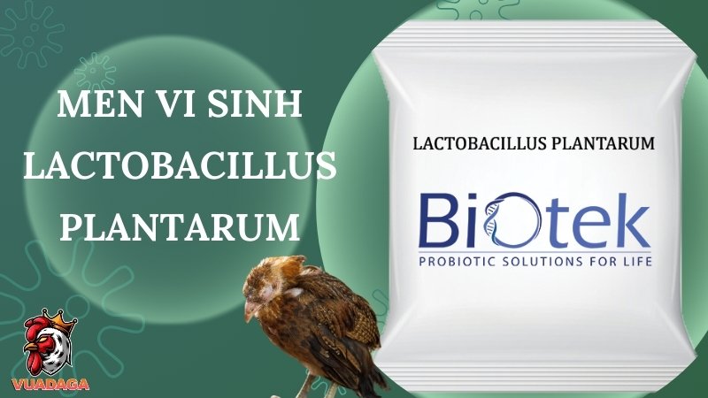 Men vi sinh Lactobacillus plantarum - Công dụng và cách sử dụng