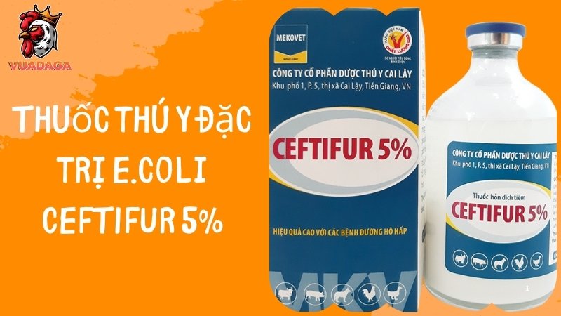 Thuốc thú y đặc trị E.coli CEFTIFUR 5%