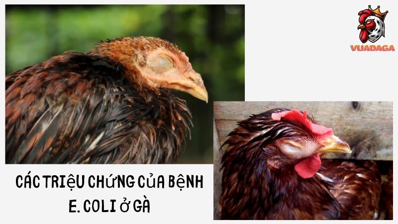 Các triệu chứng của bệnh E.coli cho gà