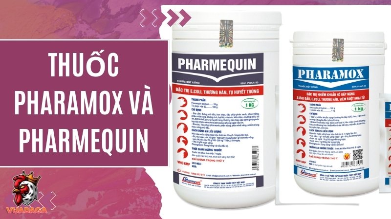 Thuốc điều trị khô chân Pharamox và Pharmequin