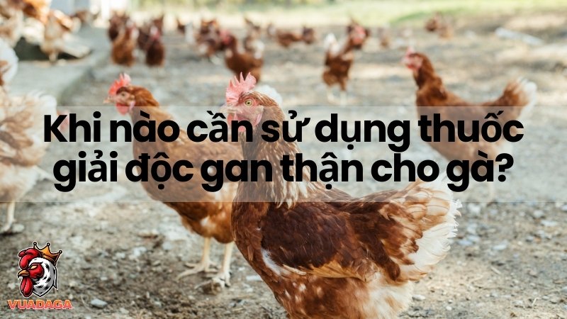 Khi nào cần sử dụng thuốc giải độc gan thận cho gà?