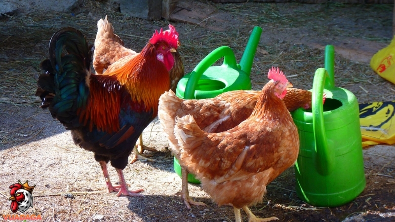 Phòng chống bệnh hen ở gà