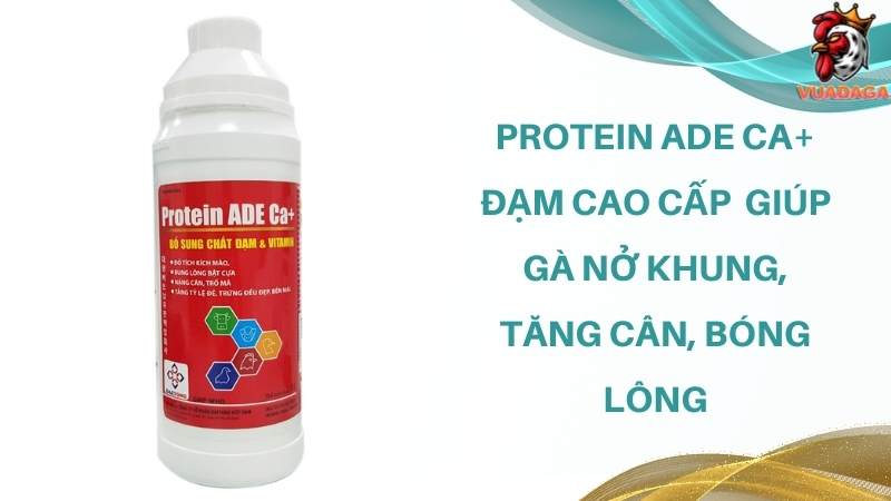Protein ADE Ca+ Đạm cao cấp giúp gà nở khung, tăng cân