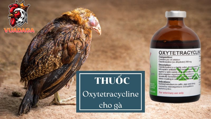 Thuốc Oxytetracycline cho gà