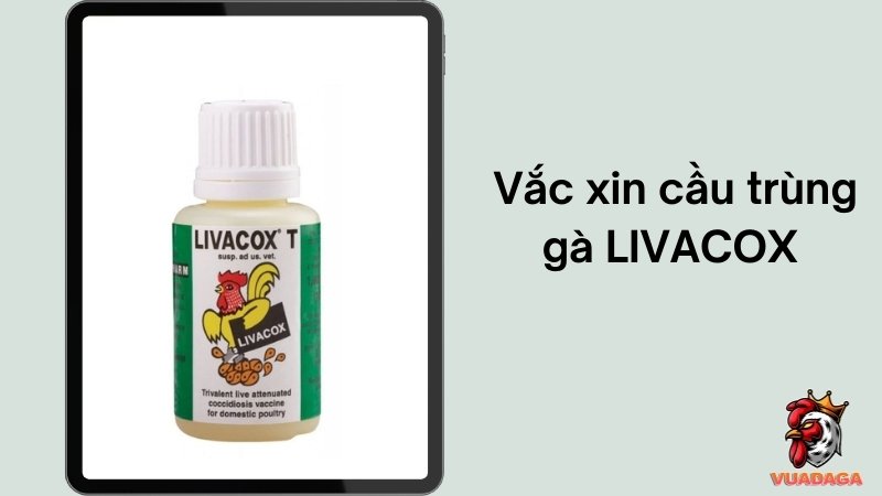Vắc xin cầu trùng gà Livacox