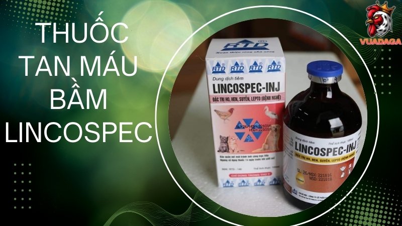 Thuốc tan máu bầm LINCOSPEC