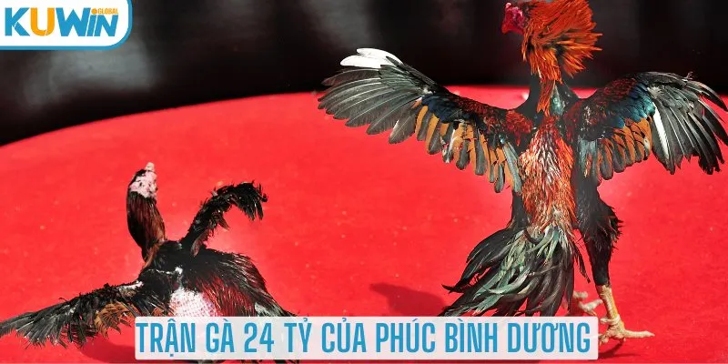 Giới thiệu về trận gà 24 tỷ của Phúc Bình Dương