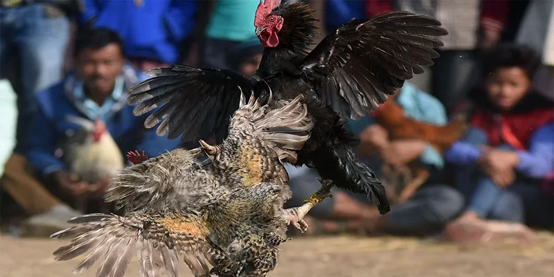 Những lời khuyên hữu ích khi tham gia cá cược đá gà tại Via Gà AZ