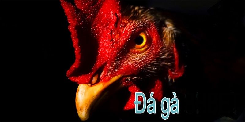 Chất lượng đồ họa đạt chuẩn