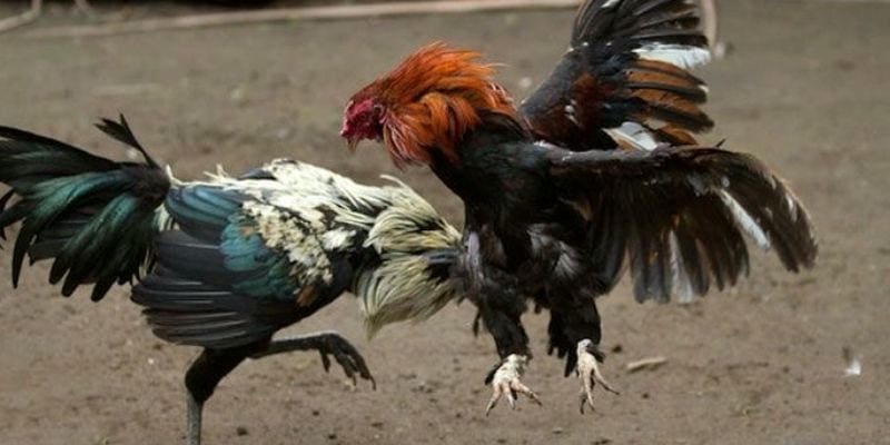 Đá gà Thomo là gì? Tại sao lại nổi tiếng như vậy?