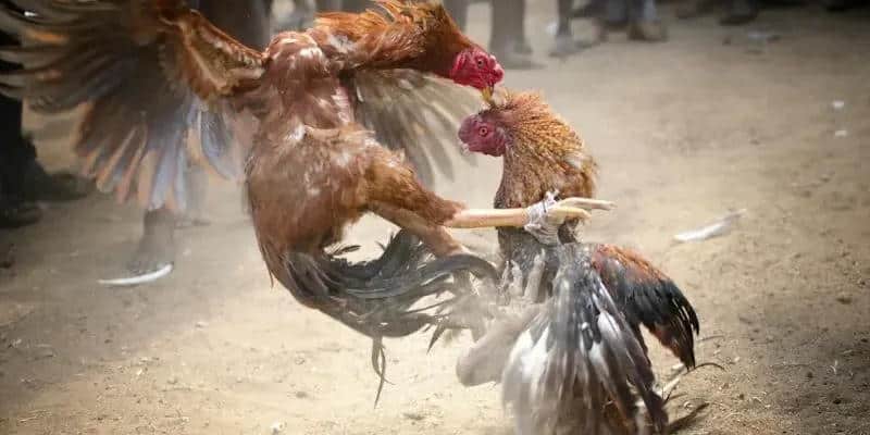 Luật chơi và hình thức tổ chức tại đá gà Thomo