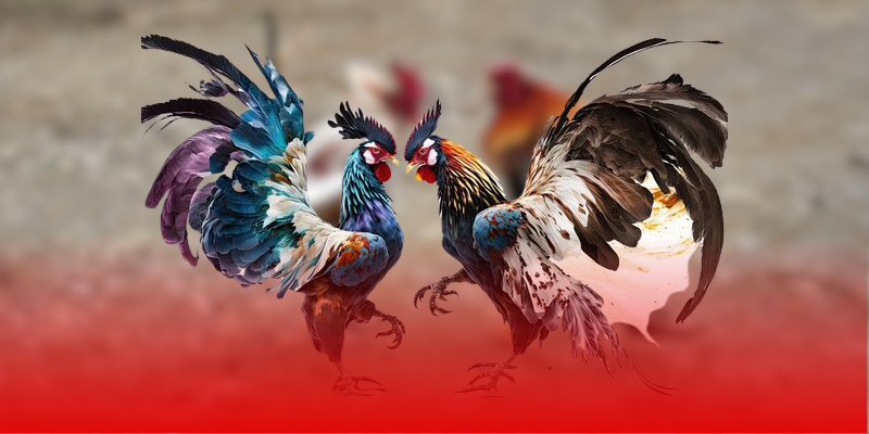 Mẹo giúp người mới làm quen với nhận định đá gà