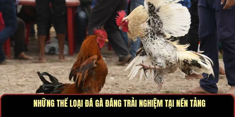 Những thể loại đá gà đáng trải nghiệm tại nền tảng