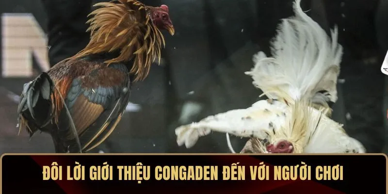 Đôi lời giới thiệu CONGADEN đến với người chơi