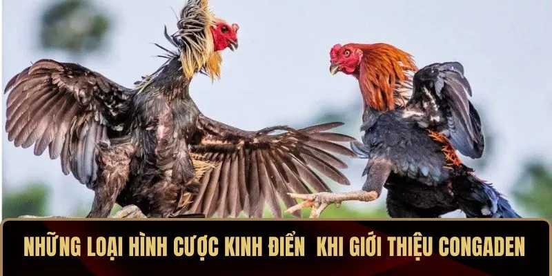Những loại hình cược kinh điển  khi giới thiệu CONGADEN