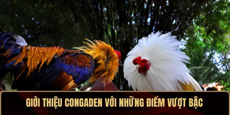 Giới thiệu CONGADEN với những điểm vượt bậc