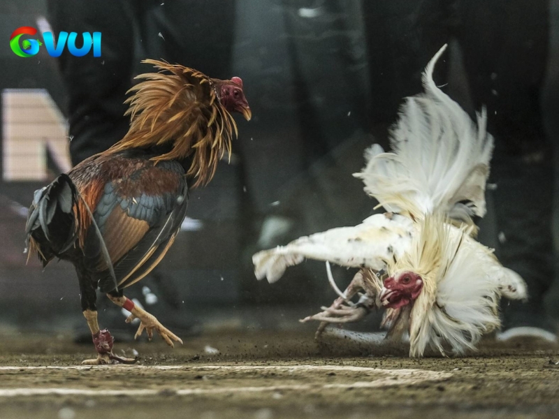 Lưu ý quan trọng khi tham gia cá cược tại nhà cái GVUI