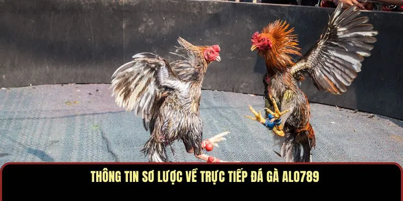 Thông tin sơ lược về trực tiếp đá gà ALO789