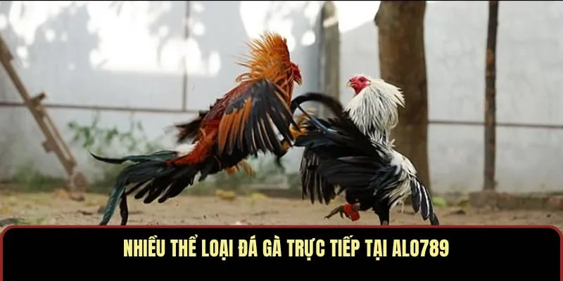 Nhiều thể loại đá gà trực tiếp tại ALO789