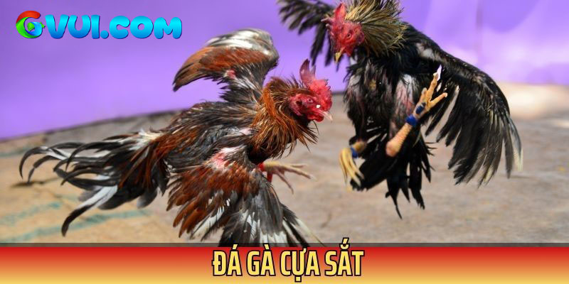 Đấu trường gà cựa sắt vô cùng khốc liệt